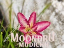 best matrimonial site for all Indians